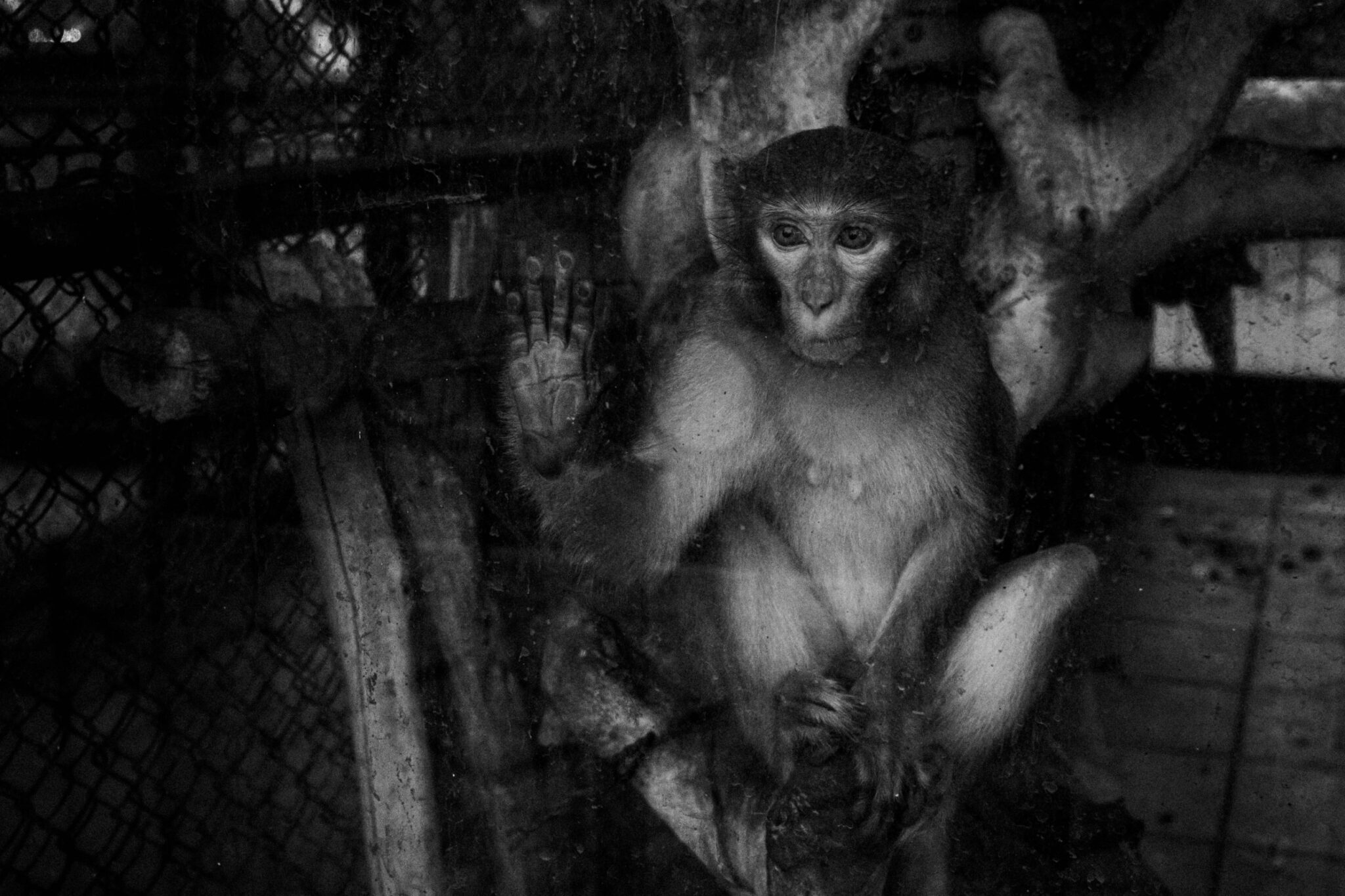 Young macaque pressed against a dirty glass enclosure
