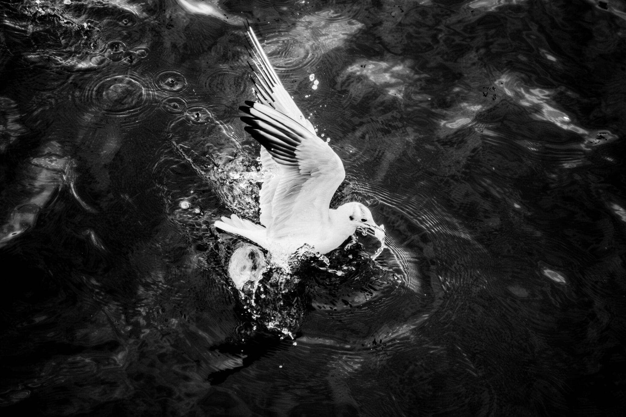 Black-headed gull lifting off from dark water